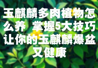 玉麒麟多肉植物怎么养 掌握5大技巧让你的玉麒麟爆盆又健康