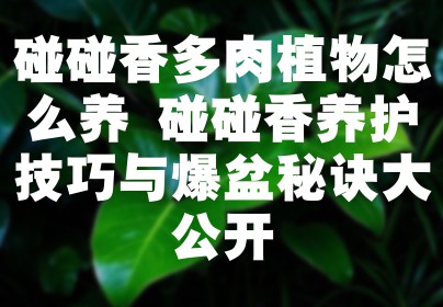 碰碰香多肉植物怎么养 碰碰香养护技巧与爆盆秘诀大公开