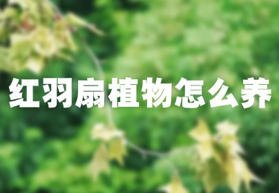 红羽扇植物怎么养