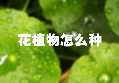 花植物怎么种