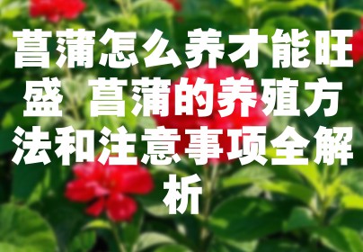 菖蒲怎么养才能旺盛 菖蒲的养殖方法和注意事项全解析