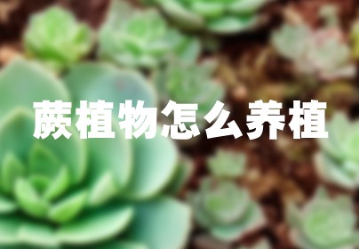 蕨植物怎么养植