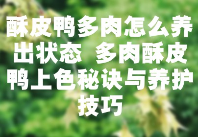 酥皮鸭多肉怎么养出状态 多肉酥皮鸭上色秘诀与养护技巧