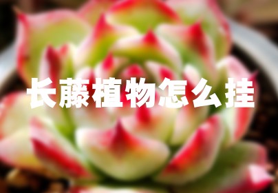 长藤植物怎么挂