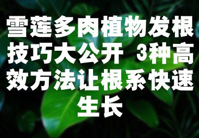 雪莲多肉植物发根技巧大公开 3种高效方法让根系快速生长