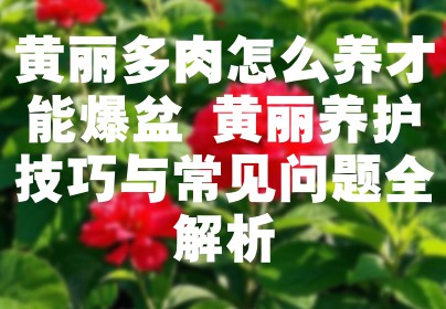 黄丽多肉怎么养才能爆盆 黄丽养护技巧与常见问题全解析