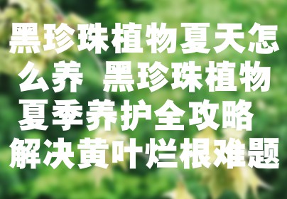 黑珍珠植物夏天怎么养 黑珍珠植物夏季养护全攻略 解决黄叶烂根难题