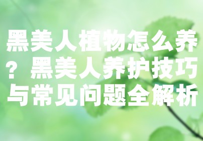 黑美人植物怎么养？黑美人养护技巧与常见问题全解析